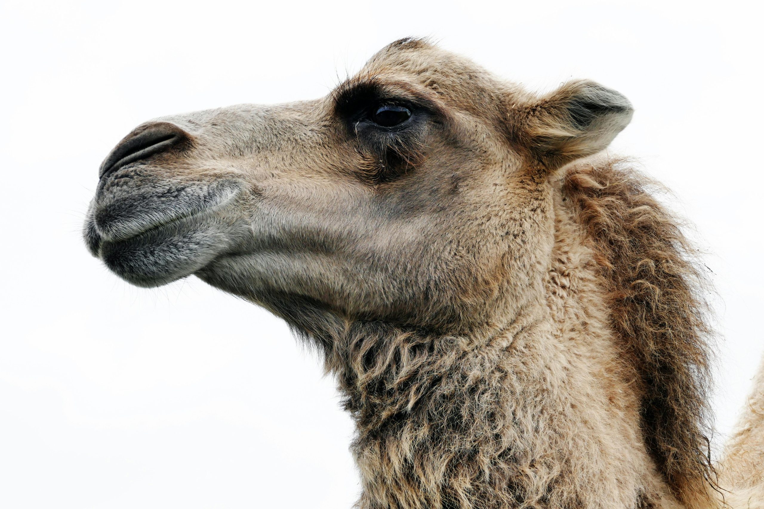 Detailed side view of a dromedary camel's head and fur texture.