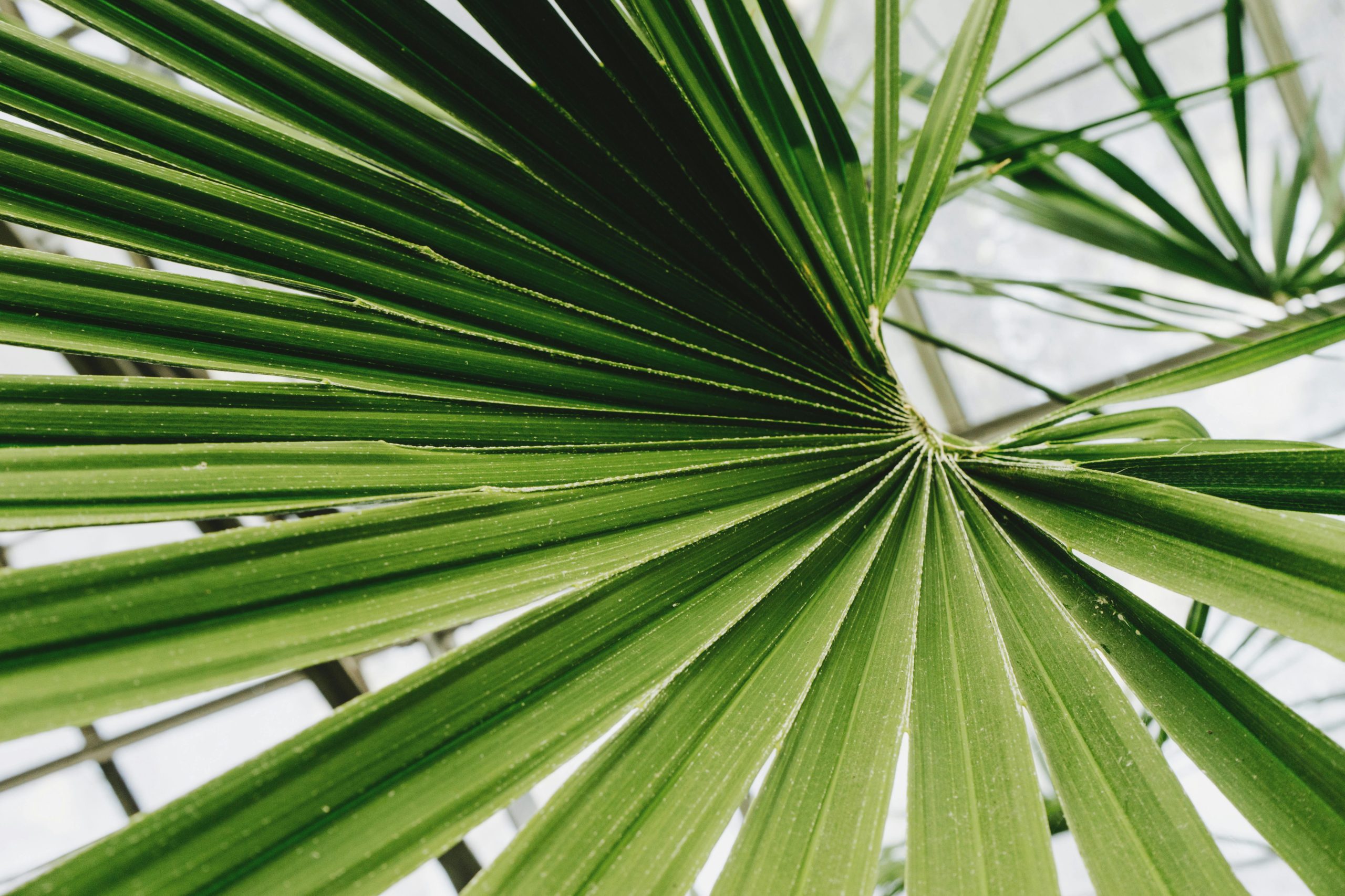 Fresh green palm leaf radiating in a natural pattern, showcasing tropical texture.