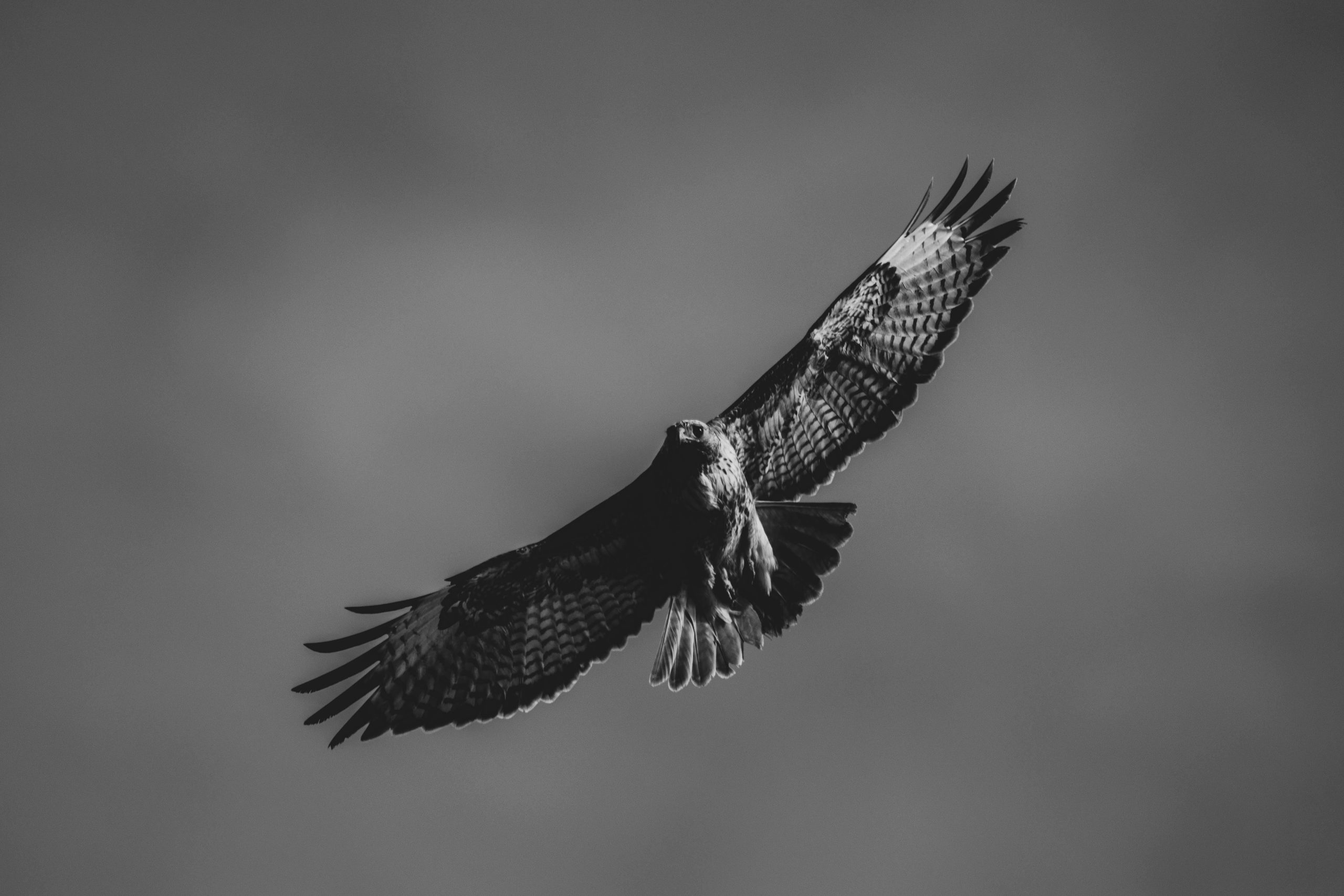 A powerful bird of prey flying gracefully in black and white, showcasing detailed feathers and wingspan.